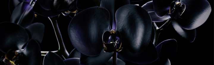 ALONG THE SILK ROAD ~ Black Orchid by Tom Ford | SCENTS MEMORY